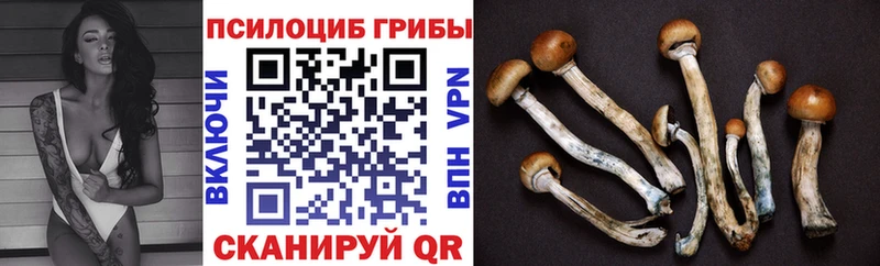 Галлюциногенные грибы мицелий  Каменск-Шахтинский 